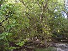 Pisonia grandis (Pisonia) trees form the main part of the forest on the cay. In the summer, the trees generate a sticky fruit that can foul the feathers of birds to such an extent that they are unable to fly. Many befouled birds starve to death.